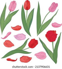 Conjunto de tulipanes de flores primavera rosadas y rojas con pétalos sobre un vector de fondo blanco
