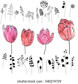 Set with pink and red tulips isolated on white. Watercolor effect.Flowers, plants and herbs - black silhouettes. 