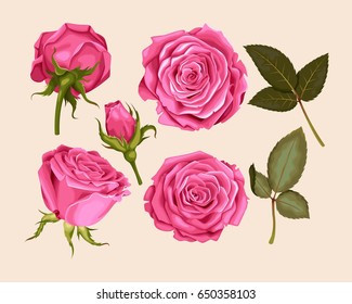 Set of pink rose