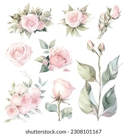 set of pink rose floral watercolor, pink flower, rose flower. Floral poster, invitation floral. Vector arrangements for greeting card or invitation design	