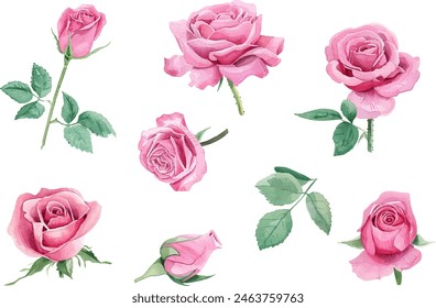 Set of pink rose flower watercolor