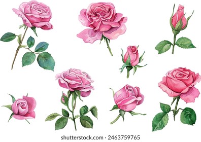 Set of pink rose flower watercolor