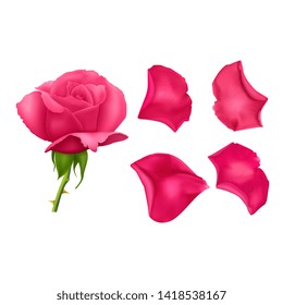 Set of pink rose petals , close-up on a white background can be used for design of romantic greetings. Vector Eps10 illustration