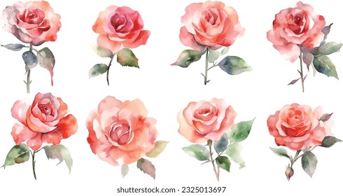 Set pink rose plant watercolor vector illustration, isolated white background, flower clipart, for bouquets, wreaths, arrangements, wedding invitations, anniversary, birthday, postcards, greetings