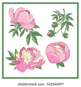Set of pink roses. Collection of pink flowers.Vector illustration