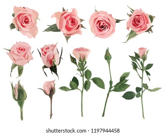 Set of pink roses. Realistic elements. No transparency and shadows. Vector illustration