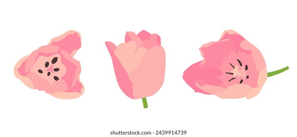 Set of pink tulip buds. Vector illustration on a white background.