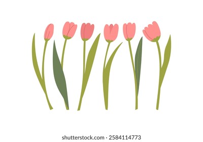 Set of pink tulip flowers. Vector flat botanical illustration on isolated background