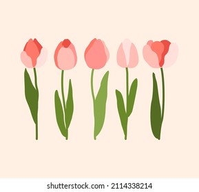 Conjunto de tulipanes rosados. Tulipanes rojos y rosados florecientes. Elementos de las flores.