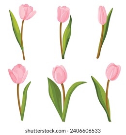 Conjunto de tulipanes rosados. Ilustración vectorial.	
