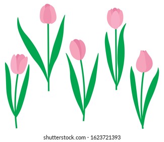 
Set of pink tulips vector spring flowers illustration