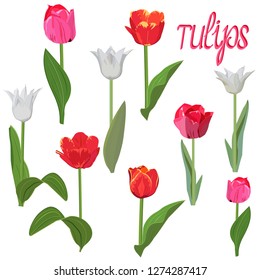 set of pink, white and red tulips isolated on white background