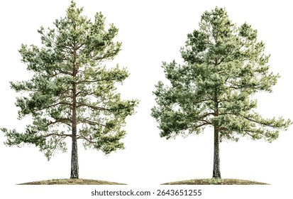 Set of Pinus contorta and Pinus heldreichii frontal trees isolated cutout, pine forest illustration, conifer tree vector illustration, nature background, evergreen landscape, botanical art.
