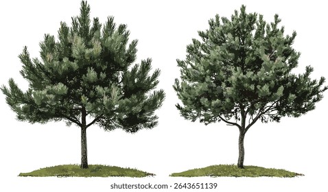 Conjunto de Pinus lambertiana, recorte de árvore Pinus ponderosa, ilustração vetorial, floresta de coníferas, silhueta de pinheiros, espécies de pinheiros ocidentais, clipart da natureza, árvores perenes.