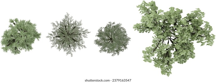 set of Pinus pinaster,Willow,Loblolly pine tree rendered from the top view, 3D illustration, for digital composition, illustration, 2D plans, architecture visualization