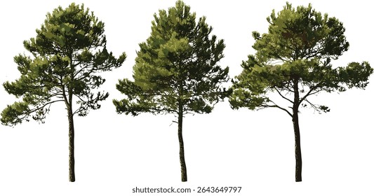 Conjunto de Pinus radiata árvore isolado, Monterey pinho, radiata pinho, ilustração vetorial, vegetação da floresta, planta conífera, evergreen, paisagem da natureza, arte botânica.