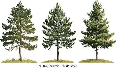 Set of Pinus strobus, eastern white pine, northern white pine, Weymouth pine, soft pine, isolated tree cutout, vector illustration, forest flora, conifer tree, nature background.