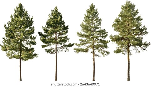 Set of Pinus sylvestris tree vector illustration, Scots pine, Baltic pine, European red pine, Scotch pine isolated cutout, forest flora, coniferous evergreen, nature art.
