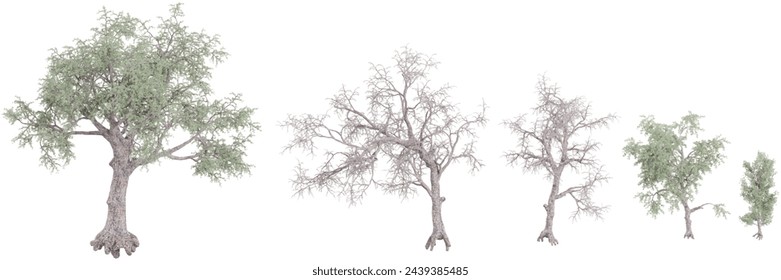 Set of Pinus-monophylla plants, isolated on transparent background. 3D render