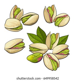 Set of pistachio nuts, single and grouped, sketch style vector illustration isolated on white background. Realistic hand drawing of pistachio nuts, single, pair, groups of three and four