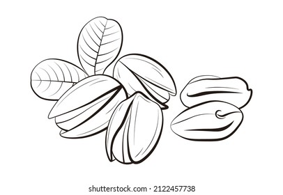 a set of Pistachio vector illustration