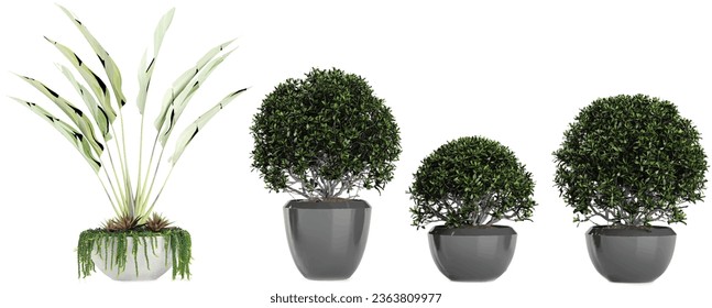 Set of Pittosporum tobira,Ravenala madagascariensis isolated transparent background collection