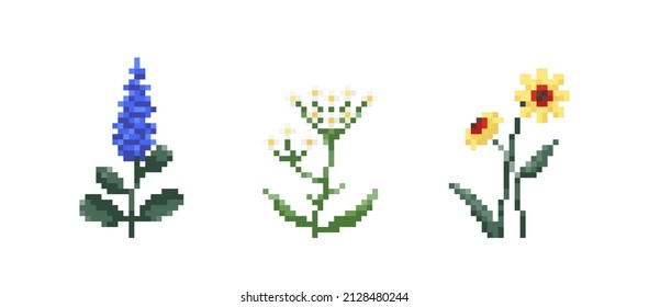 Set of Pixel art flowers. Vintage 90s gaming 8 bit icon of lavender, echinacea and echinacea flowers. Vector pixel filed and wild flowers for game and print