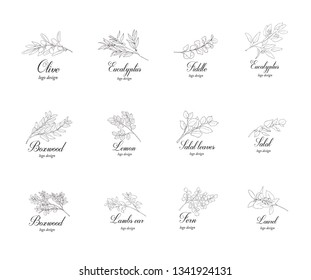 Set Of Plant Branches. Greenery Design Elements. Botanical Hand Drawn Logos.