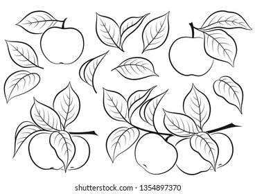 Set of Plant Brunches with Apples, Fruits and Leaves, Black Pictograms Isolated on White. Vector.