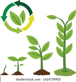 set of plant cycle growth vector illustration