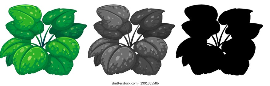 Conjunto de ilustraciones de diseño de planta