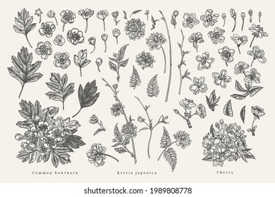 Set with plant elements of cherry, kerria, hawthorn. Spring blossoming tree branches. Vector botanical illustration. Black and white.