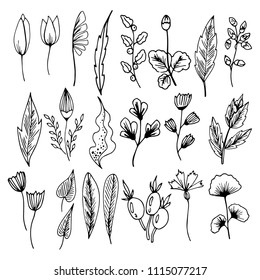 Set with plant elements, flowers, branches, black and white sketches, hand drawing, vector illustration
