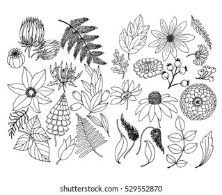 Set of plant and floral elements, doodle illustration