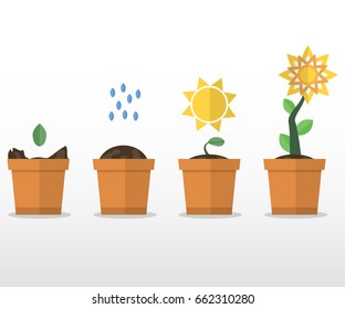 A set of plant growth. Flower. Vector flat illustration. Isolated on white background.