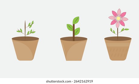 Set of plant growth stages in flower pots — from small sprout to full bloom. A minimal flat-style illustration showing development and growth