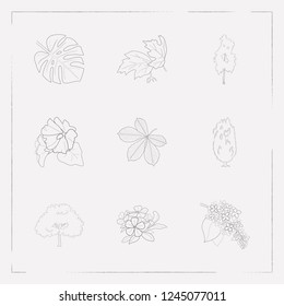 Set of plant icons line style symbols with tropical leaf, birch, yew tree and other icons for your web mobile app logo design.