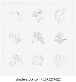 Set of plant icons line style symbols with maple, guzmania, dandelion icons for your web mobile app logo design.