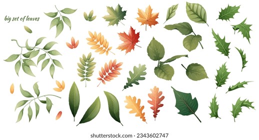 Set of plant leaves on an isolated background. Stickers, clipart for decoration and design.