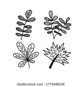 Conjunto de hojas de planta, ilustración vectorial. Para postales, pegatinas y elementos de diseño.