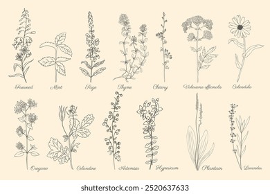 Set of plant Mint, Chamerion, fireweed, willow herb, Sage, Thyme, Oregano, Hypericum, Artemisia, wormwood, Chicory, Lavender, Plantain, Valeriana, Calendula, Celandine hand drawn sketch vector