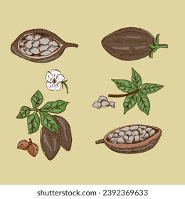 set of plant parts of Cocoa Tree