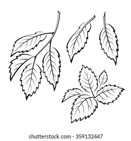 Set of Plant Pictograms, Elm Tree Leaves, Black on White. Vector