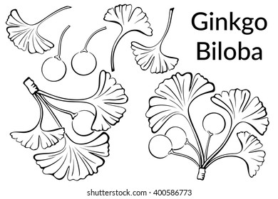 Set of Plant Pictograms, Ginkgo Biloba Tree Leaves and Fruits, Black on White. Vector