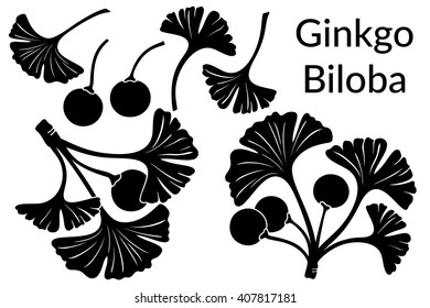 Set of Plant Pictograms, Ginkgo Biloba Tree Leaves and Fruits, Black on White. Vector