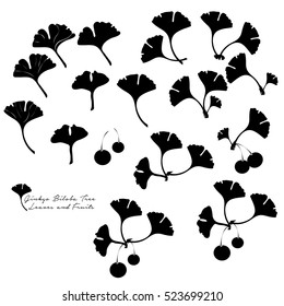 Set of Plant Pictograms, Ginkgo Biloba Tree Leaves and Fruits, Black on White. Vector