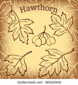 Set of Plant Pictograms, Hawthorn Tree Leaves and Fruits on Brown Background. Vector