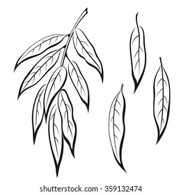 Set of Plant Pictograms, Willow Tree Leaves, Black on White. Vector