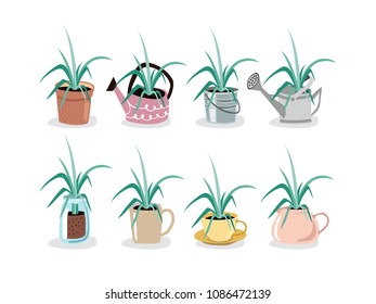 Set of plant in pot isolated vector flat illustration. Colorful pot for your design.