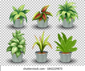 Set of plant in pot on transparent background illustration